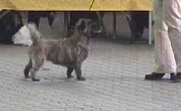 Cairn Bries Damsel Herta